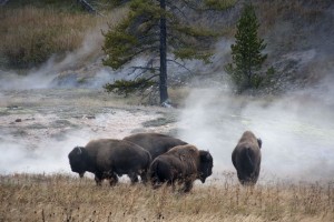 More bison