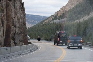 Bison traffic jam