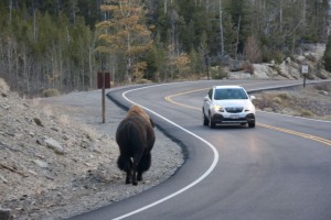 Bison pedestrian