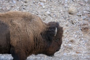 Bison close up