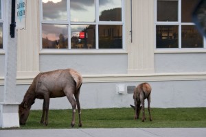 Elk in town