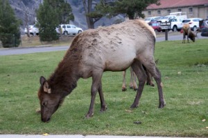 Mama elk