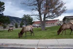 Elk family