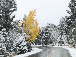 Yellow tree