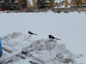 Magpies