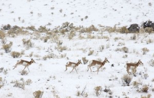 Pronghorn antelope