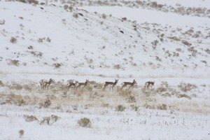 Pronghorn antelope