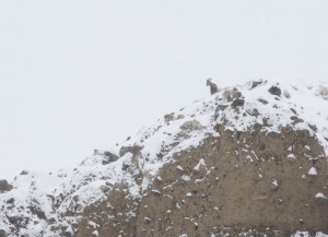 Bighorn sheep