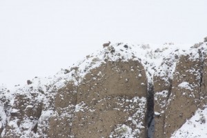 Bighorn sheep