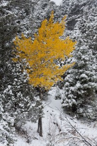 Yellow tree