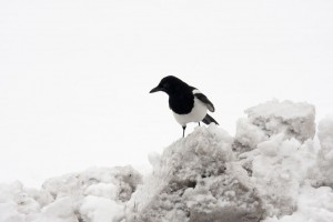 Magpie