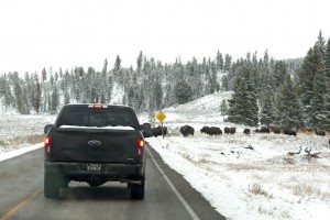 Bison crossing