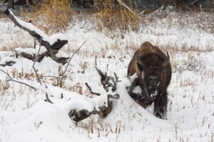 Snowy bison