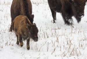 Baby bison