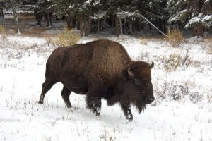 Bison