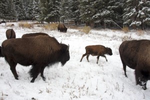 Bison family