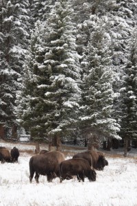 More bison