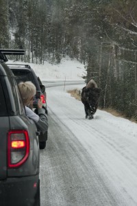 Bison on the road