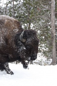 Bison passing by