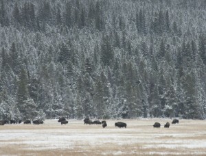 Bison in the field