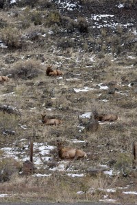 Sleepy elk