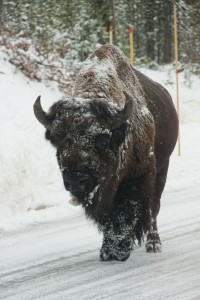 Bison