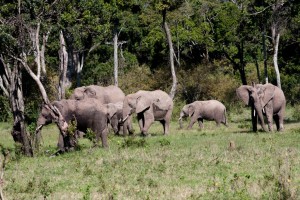 Elephants