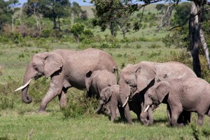 Elephants