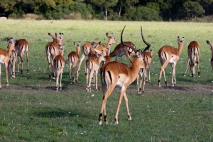 Impala harem