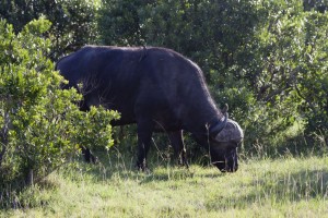 Cape buffalo