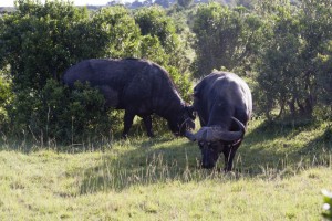 Cape buffalo