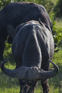 Cape buffalo