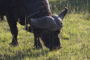 Cape buffalo