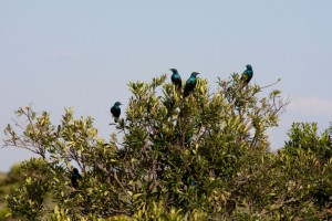 Starlings