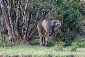 Baby elephant