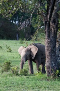 Baby elephant