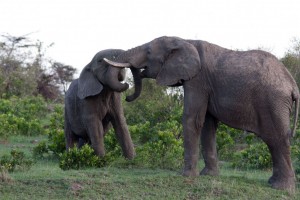 Elephant wrestling