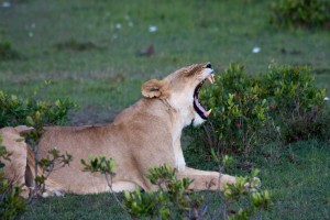 Lioness yawning