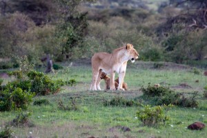 Lioness and cubs