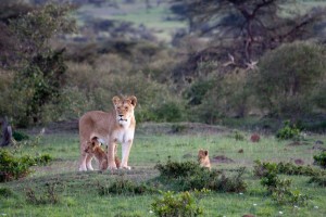 Lioness and cubs