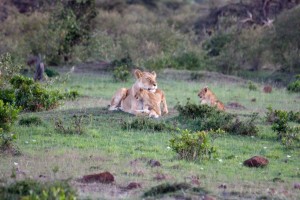 Lioness and cubs