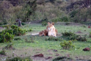 Lioness and cubs