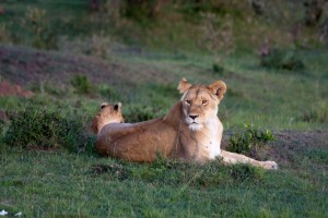 Lioness