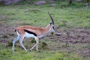 Impala