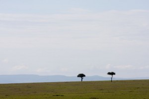 Maasai mara