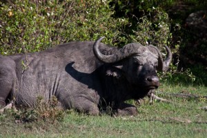 Cape buffalo