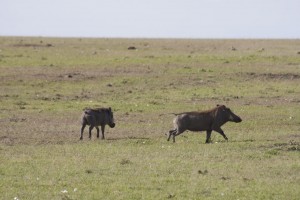 Warthogs