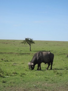 Cape buffalo