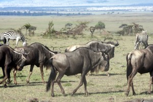 Wildebeests