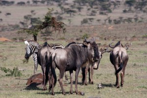 Wildebeests